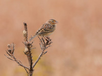 Seven Islands State Birding Park